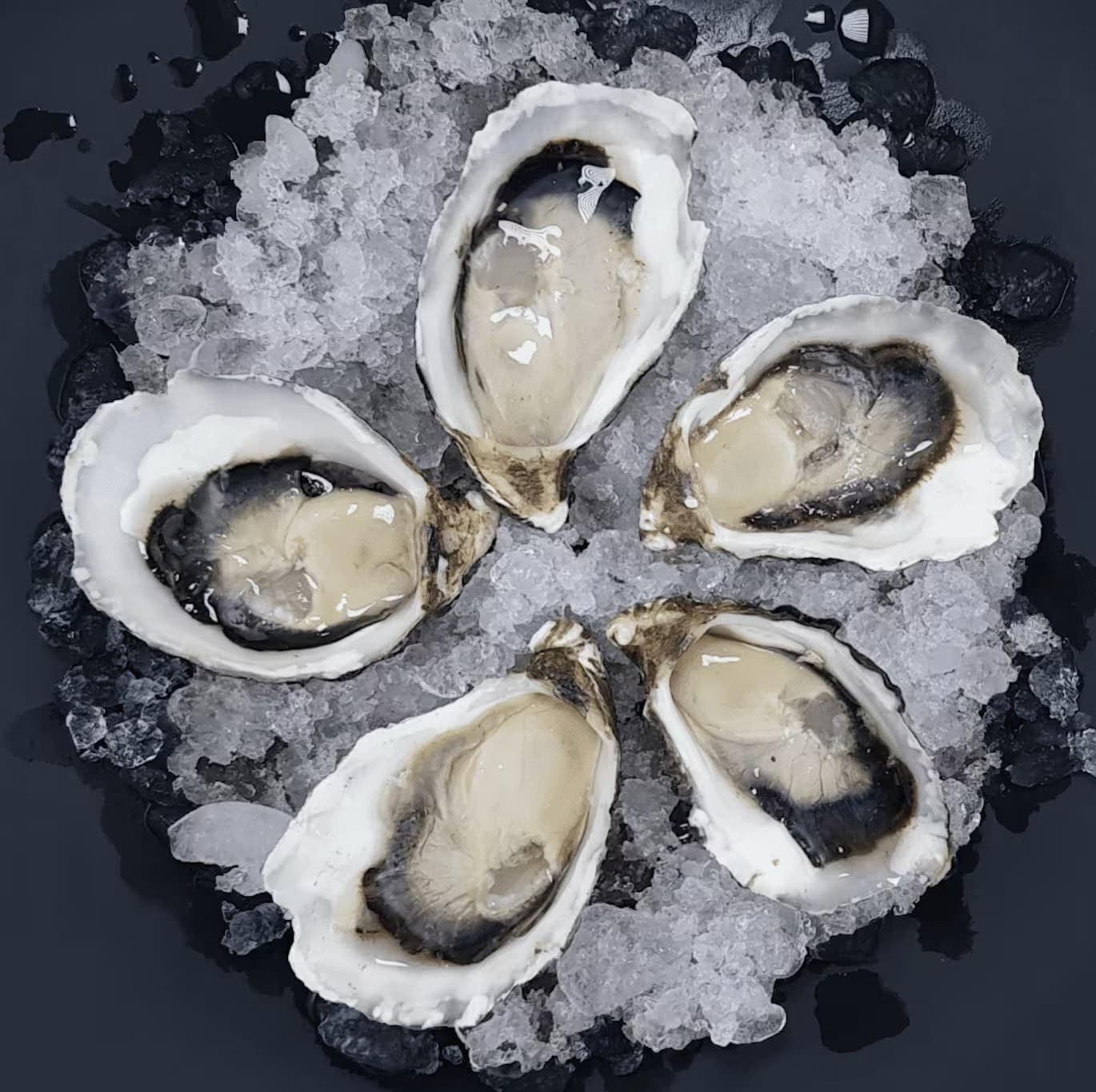 Kelvin Oyster Frenzy