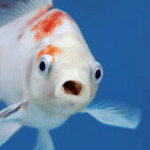 Kelvin Seafood Night