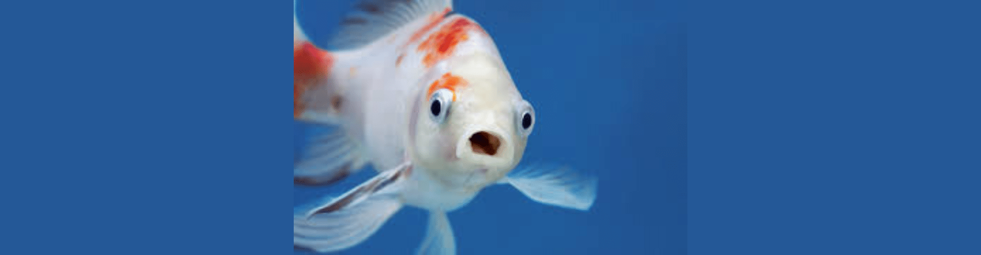 Kelvin Seafood Night